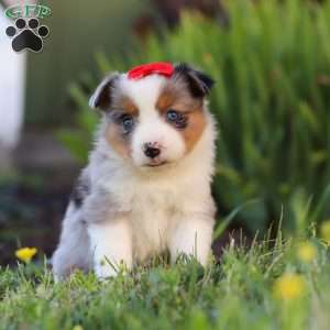 Isla, Toy Australian Shepherd Puppy